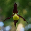 Střevíčník pantoflíček (Cypripedium...