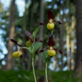 Střevíčník pantoflíček (Cypripedium...