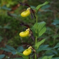 Střevíčník pantoflíček (Cypripedium...