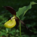 Střevíčník pantoflíček (Cypripedium...