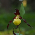 Střevíčník pantoflíček (Cypripedium...