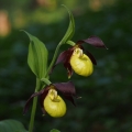 Střevíčník pantoflíček (Cypripedium...