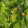 Střevíčník pantoflíček (Cypripedium...