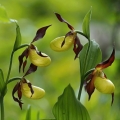 Střevíčník pantoflíček (Cypripedium...