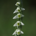 Švihlík krutiklas (Spiranthes spiralis)