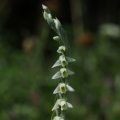 Švihlík krutiklas (Spiranthes spiralis)