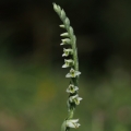 Švihlík krutiklas (Spiranthes spiralis)