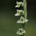 Švihlík krutiklas (Spiranthes spiralis)