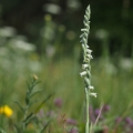 Švihlík krutiklas (Spiranthes spiralis)