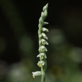 Švihlík krutiklas (Spiranthes spiralis)