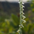 Švihlík krutiklas (Spiranthes spiralis)