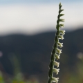 Švihlík krutiklas (Spiranthes spiralis)