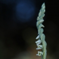 Švihlík krutiklas (Spiranthes spiralis)