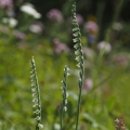 Švihlík krutiklas (Spiranthes spiralis)