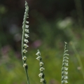 Švihlík krutiklas (Spiranthes spiralis)