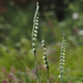 Švihlík krutiklas (Spiranthes spiralis)