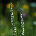 Švihlík krutiklas (Spiranthes spiralis)