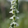 Švihlík krutiklas (Spiranthes spiralis)