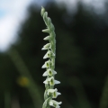 Švihlík krutiklas (Spiranthes spiralis)