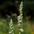 Švihlík krutiklas (Spiranthes spiralis)