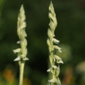 Švihlík krutiklas (Spiranthes spiralis)