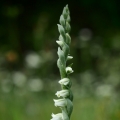 Švihlík krutiklas (Spiranthes spiralis)