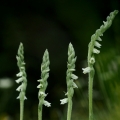 Švihlík krutiklas (Spiranthes spiralis)