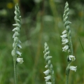 Švihlík krutiklas (Spiranthes spiralis)