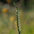 Švihlík krutiklas (Spiranthes spiralis)