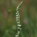 Švihlík krutiklas (Spiranthes spiralis)