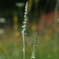 Švihlík krutiklas (Spiranthes spiralis)