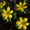 Talovín zimní (Eranthis hyemalis)
