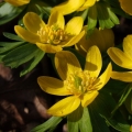 Talovín zimní (Eranthis hyemalis)