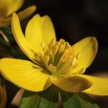 Talovín zimní (Eranthis hyemalis)