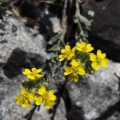 tařinka horská (alyssum montanum ssp...