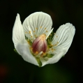 Tolije bahenní (Parnassia palustris)