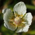 Tolije bahenní (Parnassia palustris)