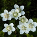 Tolije bahenní (Parnassia palustris)