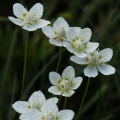 Tolije bahenní (Parnassia palustris)