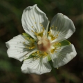 Tolije bahenní (Parnassia palustris)