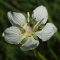 Tolije bahenní (Parnassia palustris)