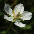 Tolije bahenní (Parnassia palustris)