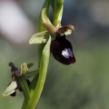 Tořič Bertolonův garganský (Ophrys...
