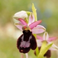 Tořič Bertolonův pravý (Ophrys...