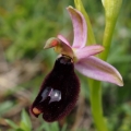 Tořič Bertolonův pravý (Ophrys...