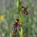 Tořič brvitý krále Ferdinanda (Ophrys...