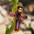 Tořič brvitý krále Ferdinanda (Ophrys...