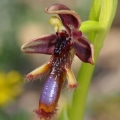 Tořič brvitý krále Ferdinanda (Ophrys...