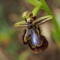 Tořič brvitý pravý (Ophrys speculum...