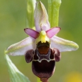 Tořič čmelákovitý Holubyho (Ophrys...